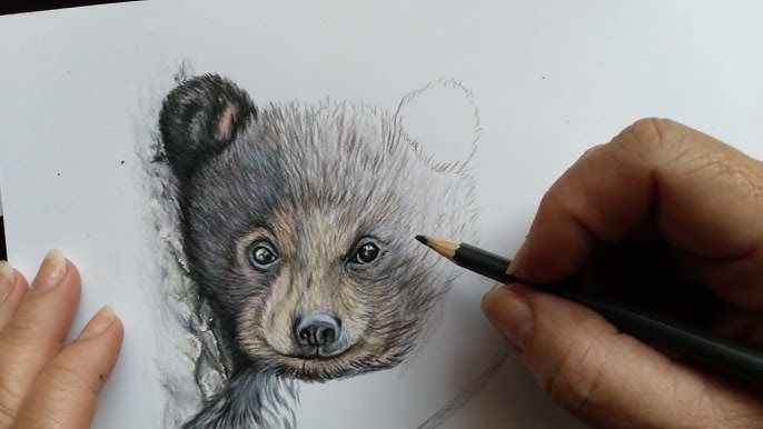 Panda vermelho como desenho realista em lápis de cor passa a passo: nariz  ,pelagem negra 