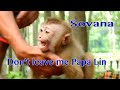 Don't Leave Me Papa Lin ! Abandon Sovana Crying Loudly So Scary Papa Lin Try To Leave Her