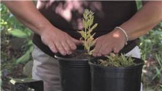 Flower Gardening : How to Grow White Sage