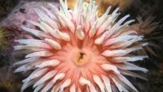 Classification Project: Cnidarians