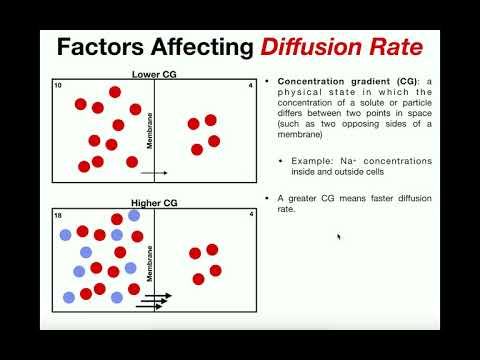 Video: Hvorfor påvirker følgende diffusionshastigheden?