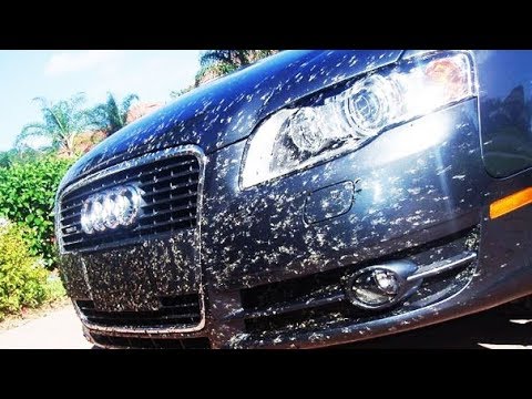 СЛЕДОВ ОТ НАСЕКОМЫХ БОЛЬШЕ НЕ БУДЕТ ЕСЛИ СДЕЛАТЬ ТАК