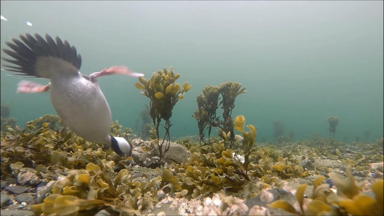 Male Bufflehead Feeding Underwater YouTube