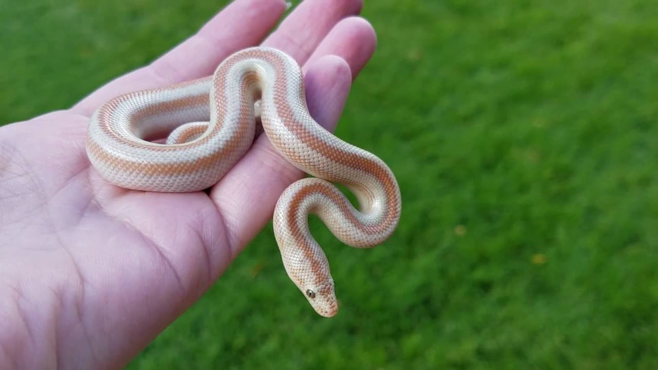 camera iphone 8 plus apk Ghost San Felipe Rosy Boa Baby