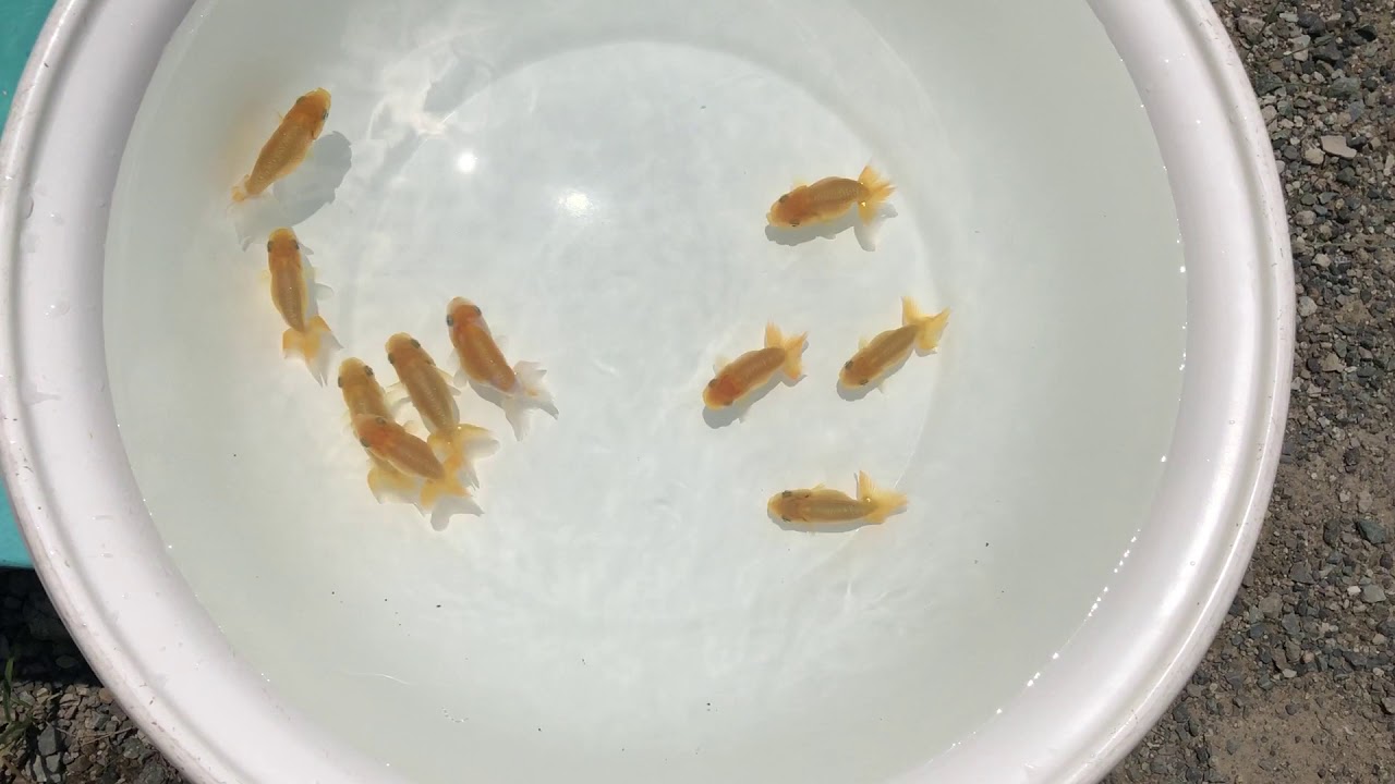 camera iphone 8 plus apk NO,1162