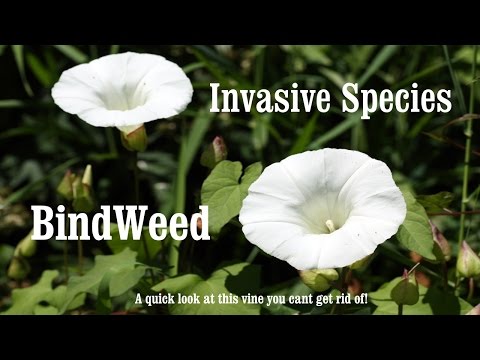 Βίντεο: Πού βρίσκεται το bindweed;