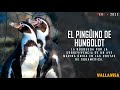 El pingino de humboldt una especie de la costa sudamericana en peligro de extincin