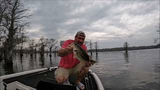 Caddo Lake Spawning Fish, 7 over 4 lbs!