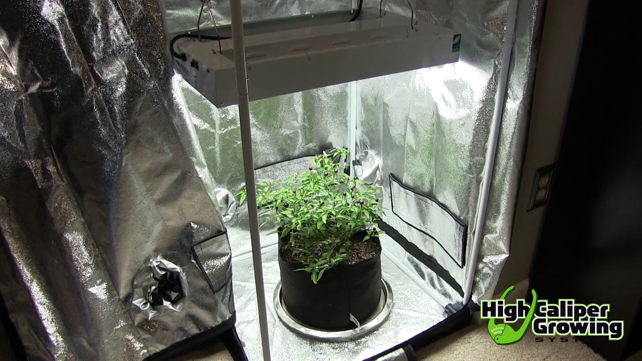 Overwintering Tropical Plants in Smart Pots