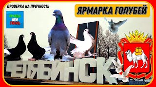 видео: Как обманывают людей на птичьем рынке.Проверка на честность Ярмарка голубей, Челябинск Столица Урала картинка: Как обманывают людей на птичьем рынке.Проверка на честность Ярмарка голубей, Челябинск Столица Урала