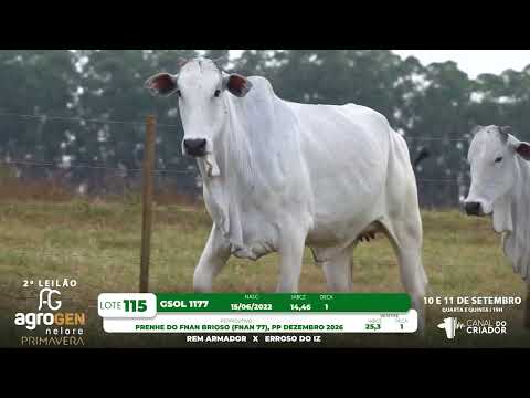 LOTE 115