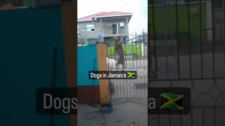 Dogs in Jamaica 🤣