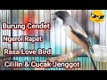 Masteran Cendet Juara Suara Jernih Mp3 - Mp4 Download