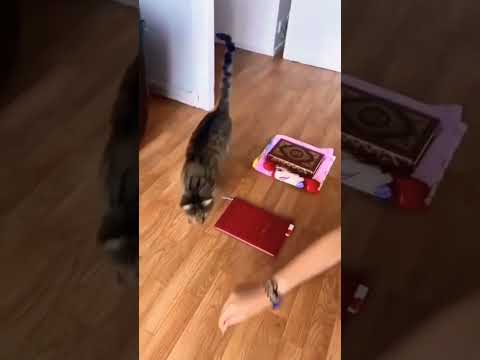 Чудеса Корана, чудеса Аллаха заставляет задуматься