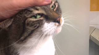 Friendly tabby-and-white cat by cats uk 725 views 7 years ago 50 seconds