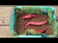 How To Grow Sweet Potatoes 🍠 in Woven Bags Effortlessly in 3 Months - Farm Food Family