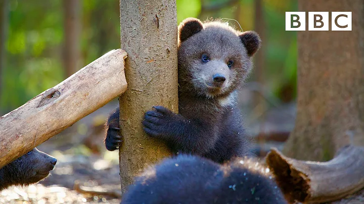 Orphaned bear cub's incredible recovery story 😍🐻- BBC - DayDayNews