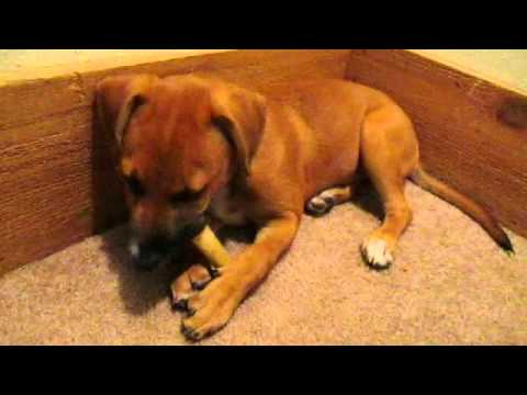 How To Get Dogs To Stop Biting Their Nails How To Get Dogs To Stop Biting Their Nails