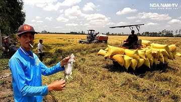 Săn Bắt Chuột Đồng Theo Máy Cắt Chuột Xào Củ Hành Món Ngon Miền Tây/Catch The Mouse/NGÃ NĂM TV