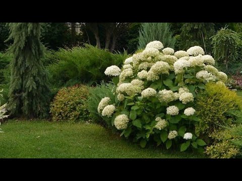 वीडियो: बगीचे के डिजाइन में हाइड्रेंजस