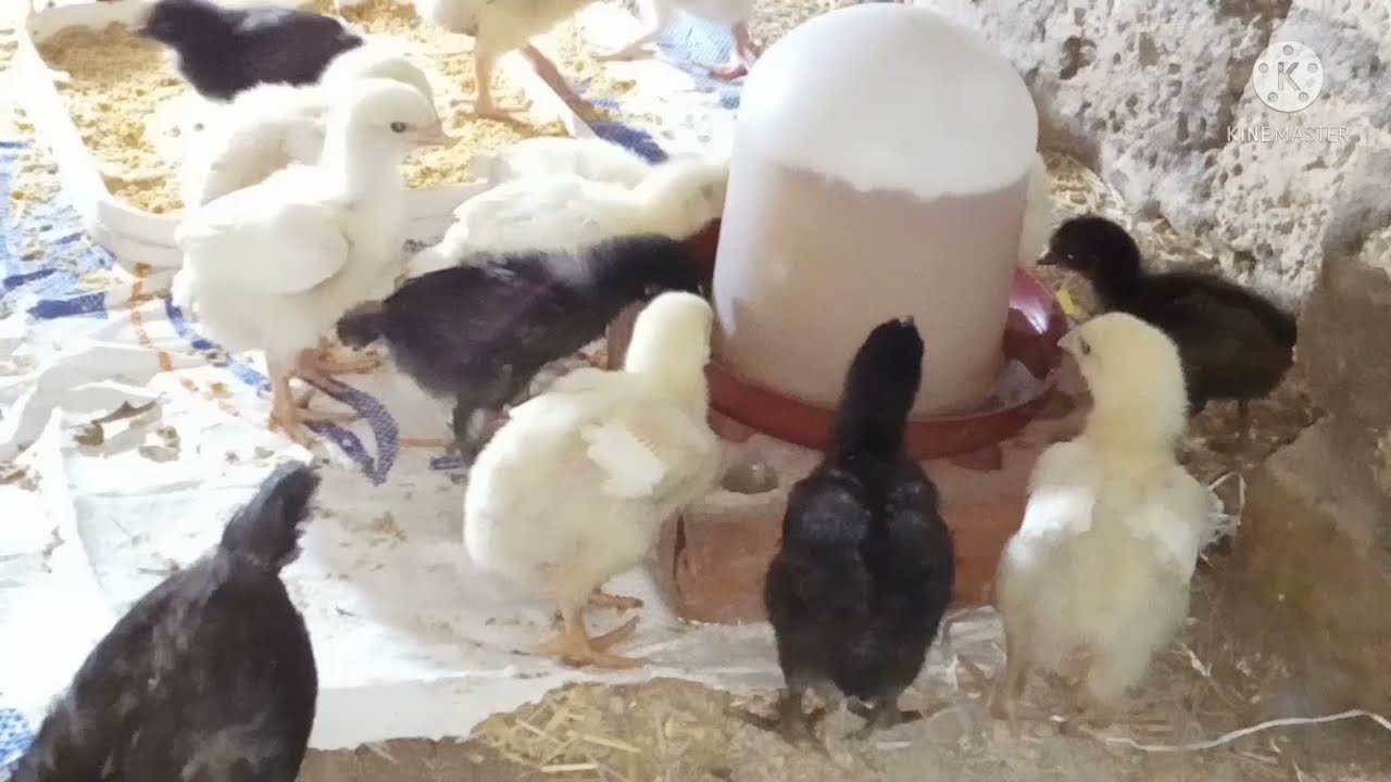 وداعا للخنفرة والكخه والعطس وصعوبة التنفس عند الفراخ البيضه الوقاية خير من العلاج