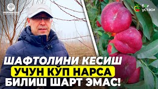 видео: 4 МЕТРЛИК ШАФТОЛИНГИЗ БОРМИ? КЕЛИНГ БИРГА КЕСАМИЗ! | ШУҲРАТ АБРОРОВ #shuhratabrorov #shaftoli #shakl картинка: 4 МЕТРЛИК ШАФТОЛИНГИЗ БОРМИ? КЕЛИНГ БИРГА КЕСАМИЗ! | ШУҲРАТ АБРОРОВ #shuhratabrorov #shaftoli #shakl