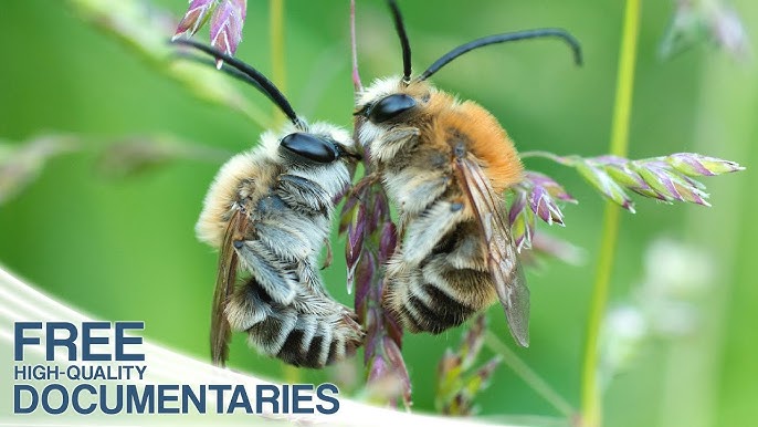 The Pollinating Power of Bumble Bees