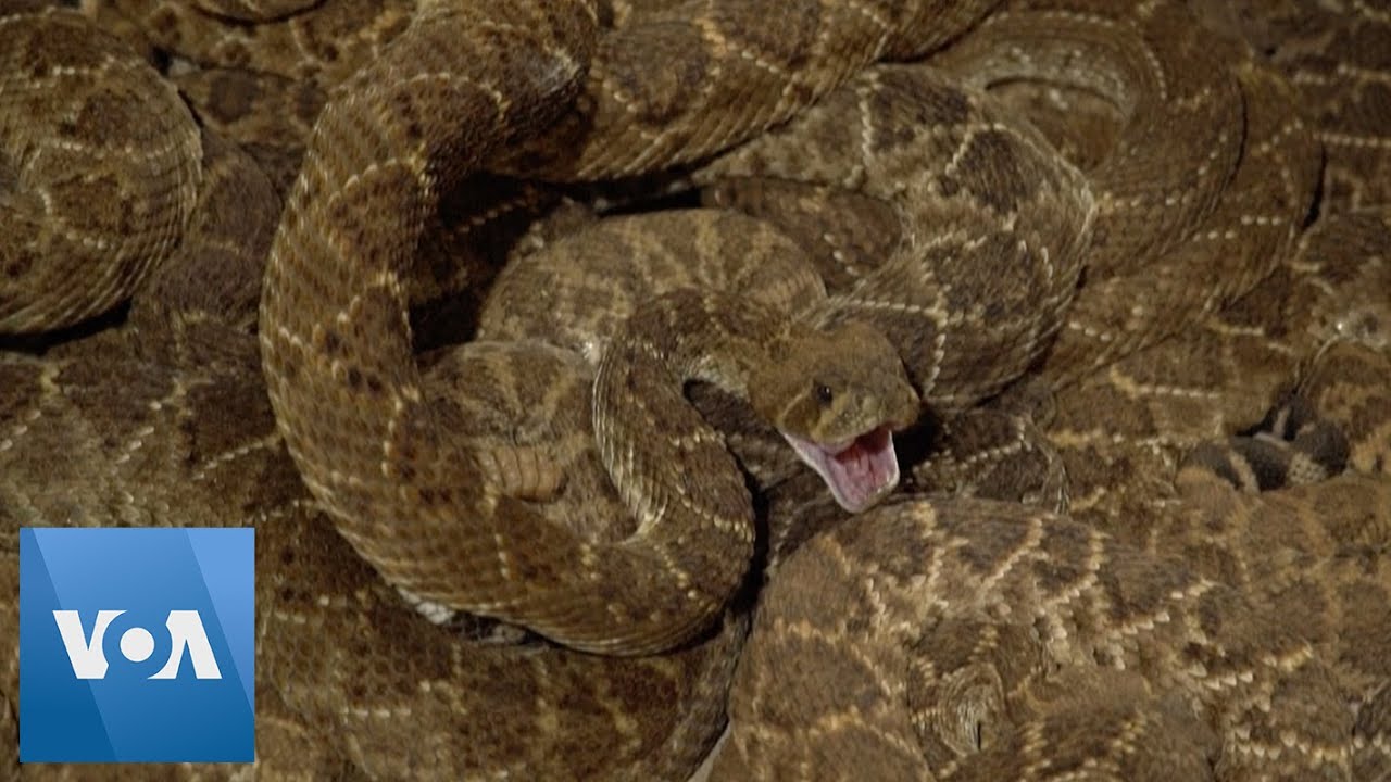 Annual Rattlesnake Roundup Takes Place in Texas - YouTube