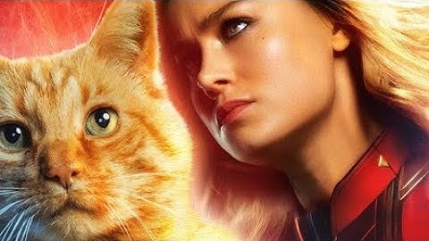 Con mèo trong captain marvel là loài gì năm 2024