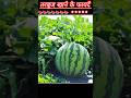 गर्मी में तरबूज खाने के 5 जबरदस्त फायदे!#