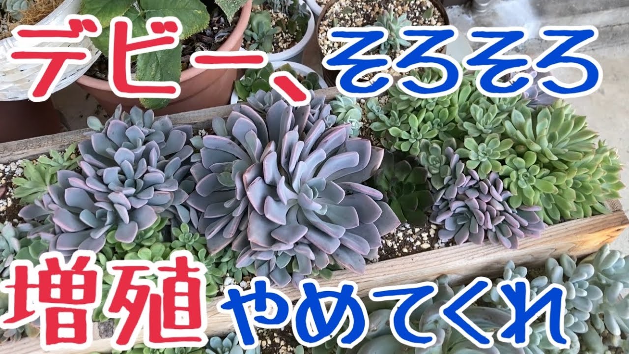 多肉植物 デカすぎデビーのお引越し大作戦が終わらんw 変わり映えない