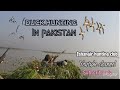 Duck hunting in pakistan with mansoor and jahangir jahangir hunting club