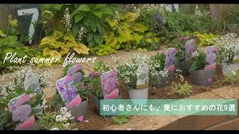 夏の花壇 Youtube
