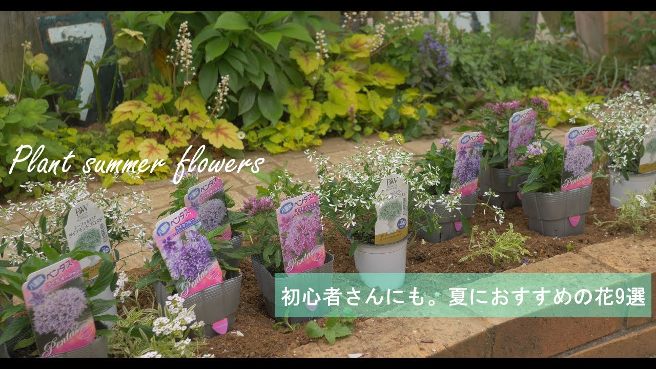 ガーデニングvlog 育てやすい夏の花9選 夏花壇へと植え替え 土づくりと植えるコツ 野菜の収穫 Youtube