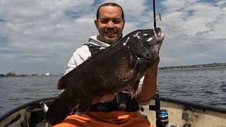 First DD tautog of 2024