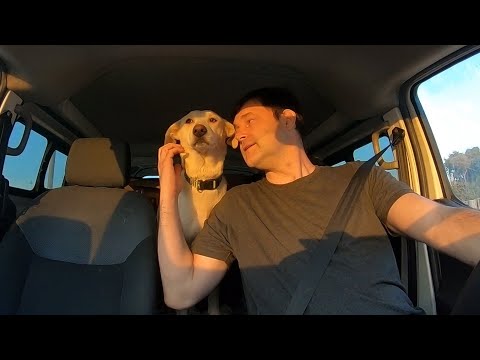 Видео: Собственная собака недели - Леви