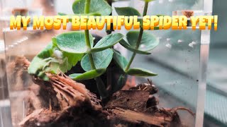 This is my Most Beautiful Spider Yet!