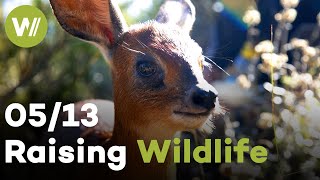 Wild Dog, Baboon & Antelope | Raising Wildlife (5/13) by wocomoWILDLIFE 533 views 6 months ago 26 minutes