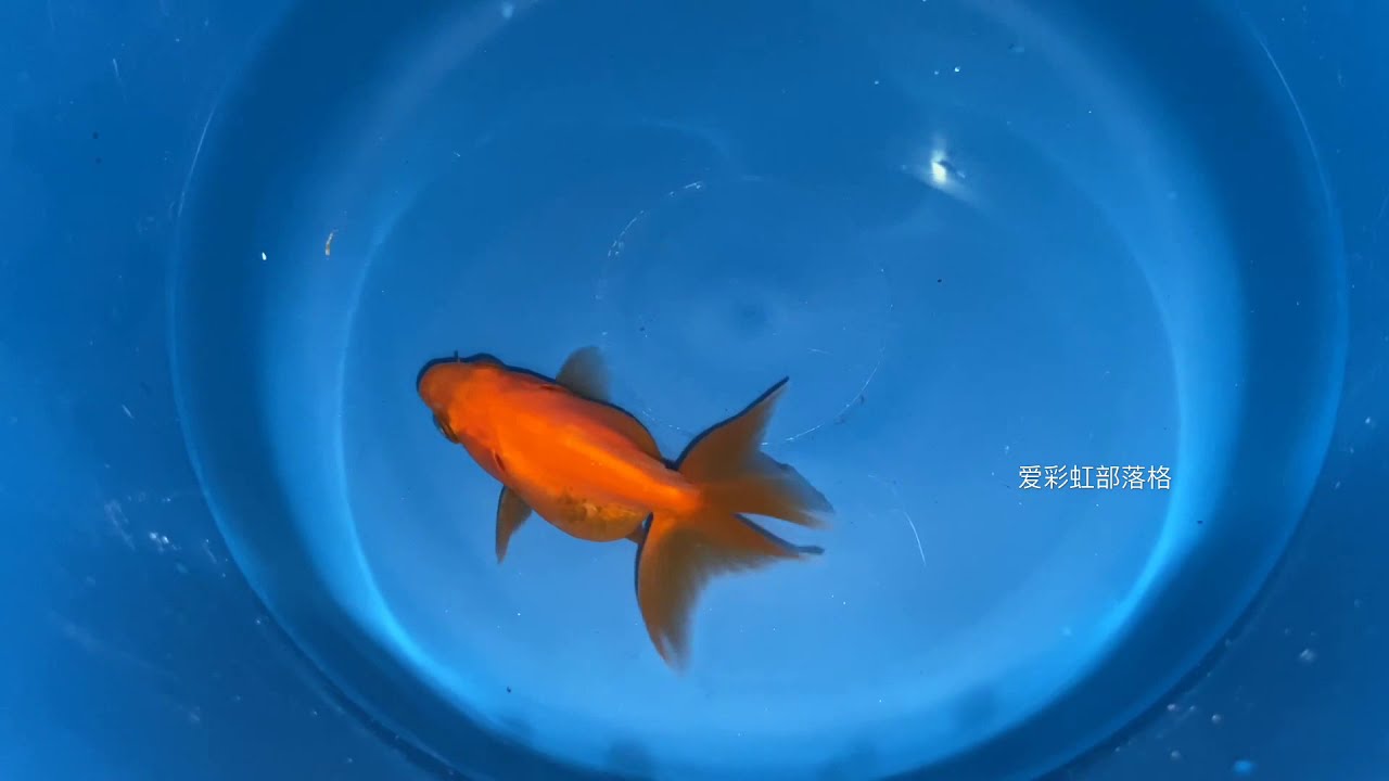 金鱼goldfish 琉金 Youtube 金鱼goldfish 琉金 Youtube