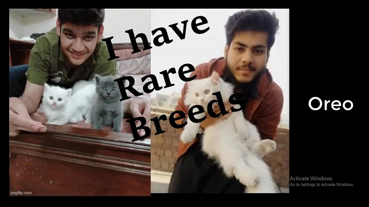 Video 4707831: persians family, scottish, long cat, mix cat, cat breed