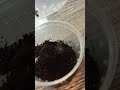 Паук птицеед Брахипельма Альбопилосум (Brachypelma albopilosum) размер L3