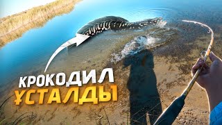 видео: ЖЫЛТЫРАУЫҚПЕН БАЛЫҚ АУЛАУ | Жыланбалық, шортан, ақсыла. ІРІ ЖЫЛАНБАЛЫҚ түсті. картинка: ЖЫЛТЫРАУЫҚПЕН БАЛЫҚ АУЛАУ | Жыланбалық, шортан, ақсыла. ІРІ ЖЫЛАНБАЛЫҚ түсті.