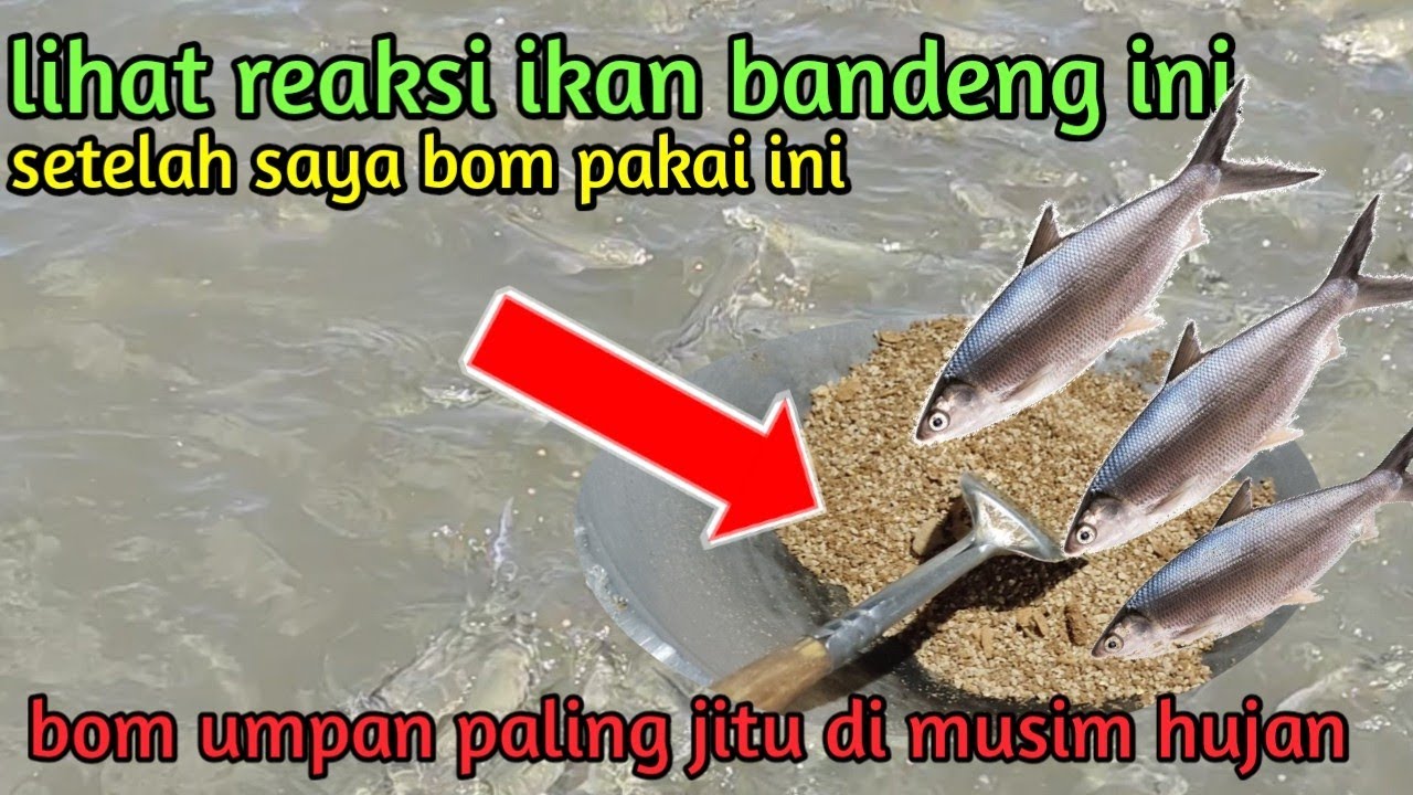 umpan bom pengumpul ikan bandeng paling ampuh || di saat musim hujan