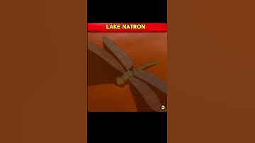 The Lake That Turns You Into Stone | Lake Natron Mystery Explained #shorts