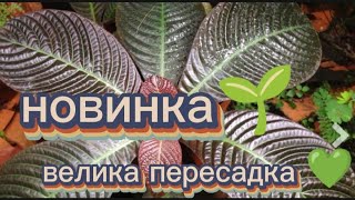 картинка: ВЕЛИКА ПЕРЕСАДКА 🌿 КІМНАТНИХ РОСЛИН 🌿 НОВИНКА 🌿💚