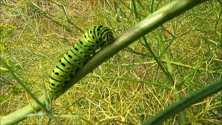 2023 28 05 ПРЕКРАСНАЯ ГУСЕНИЦА МАХАОНА 2023 28.05 BEAUTIFUL Swallowtail Caterpillar