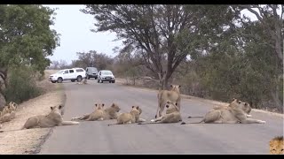 Sư Tử chặn đường trong Công Viên Kruger - Largest Lion Pride Ever Blocking Road In Kruger Park