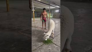 ishowsheeps #ishowspeedwannabe #ishowspeed #viralvideo #funny #ihavethisthingwithplants #ai
