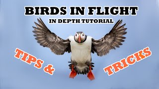 How to Photograph BIRDS IN FLIGHT In Depth TUTORIAL II Settings, Field Skills And Techniques