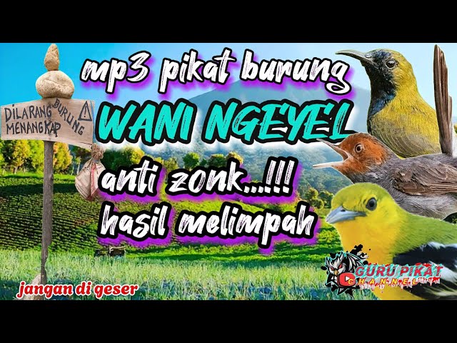 suara mp3 pikat burung anti zonk hasil melimpah class=